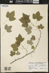 Ribes americanum image