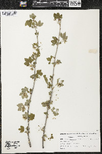 Ribes americanum image