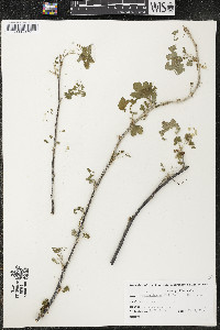 Ribes americanum image