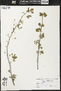 Ribes americanum image