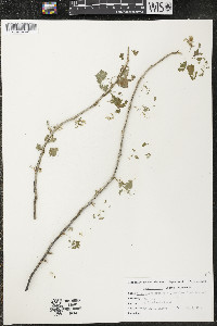 Ribes americanum image