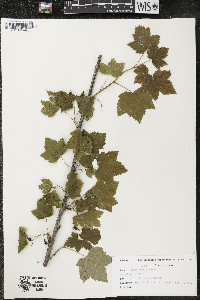 Ribes americanum image