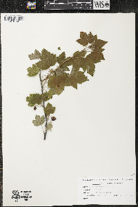 Ribes americanum image