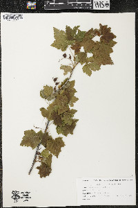 Ribes americanum image