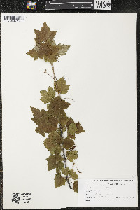 Ribes americanum image