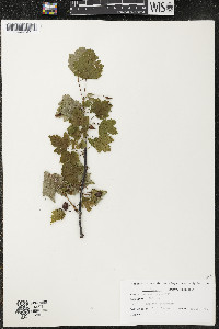 Ribes americanum image