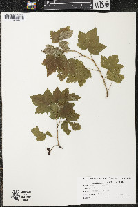 Ribes americanum image