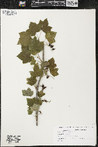 Ribes americanum image