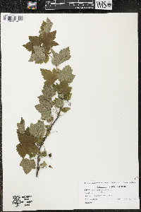 Ribes americanum image