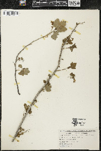 Ribes americanum image