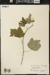 Ribes americanum image