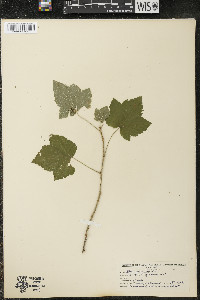 Ribes americanum image