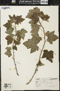 Ribes americanum image