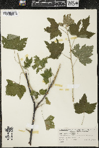 Ribes americanum image