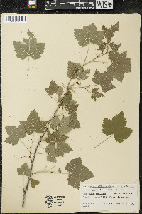 Ribes americanum image