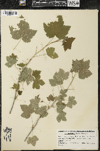 Ribes americanum image