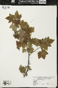 Ribes americanum image