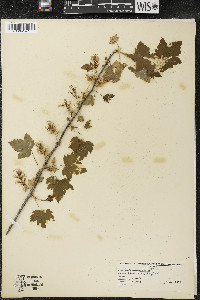 Ribes americanum image