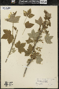 Ribes americanum image