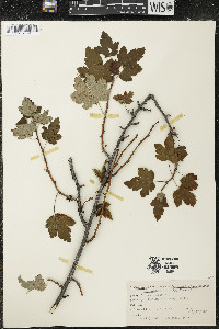 Ribes cynosbati image