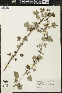 Ribes cynosbati image