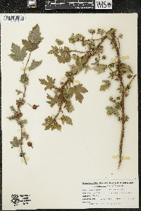 Ribes cynosbati image