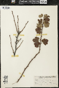 Ribes cynosbati image