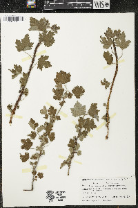 Ribes cynosbati image