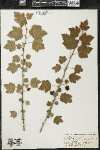 Ribes cynosbati image
