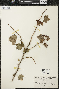 Ribes cynosbati image