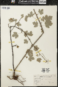 Ribes cynosbati image