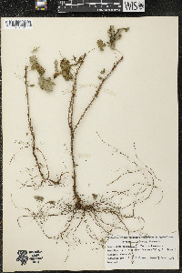 Ribes cynosbati image