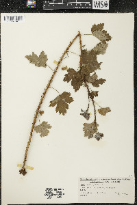 Ribes cynosbati image