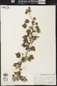 Ribes cynosbati image
