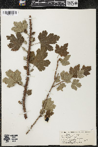 Ribes cynosbati image