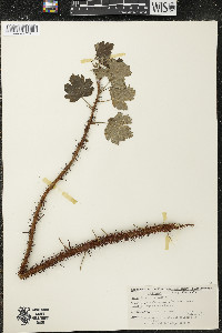 Ribes cynosbati image