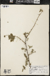 Ribes cynosbati image