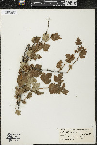 Ribes cynosbati image