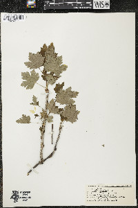 Ribes cynosbati image