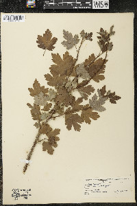 Ribes cynosbati image