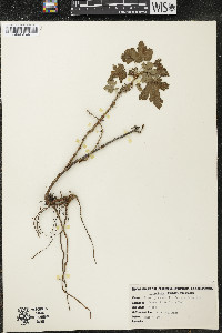 Ribes cynosbati image