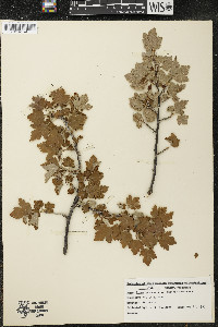 Ribes cynosbati image