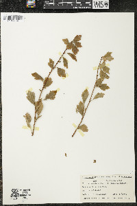 Ribes diacanthum image