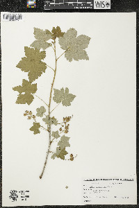 Ribes glandulosum image