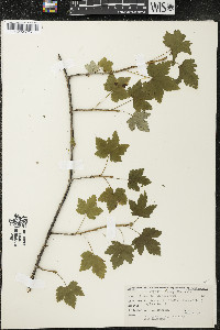 Ribes glandulosum image