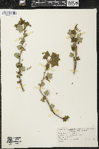 Ribes glandulosum image