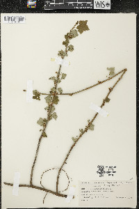 Ribes glandulosum image
