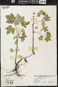 Ribes glandulosum image