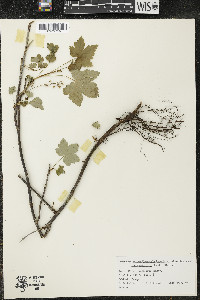 Ribes glandulosum image