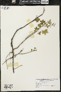 Ribes glandulosum image
